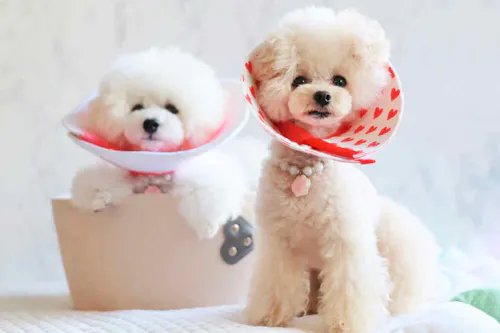 型紙不要 愛犬にぴったりなエリザベスカラーの作り方 古着を切って貼るだけのエコなdiy わんクォール